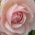 Rózsaszín - Angol rózsa - Auswith